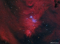 NGC 2264